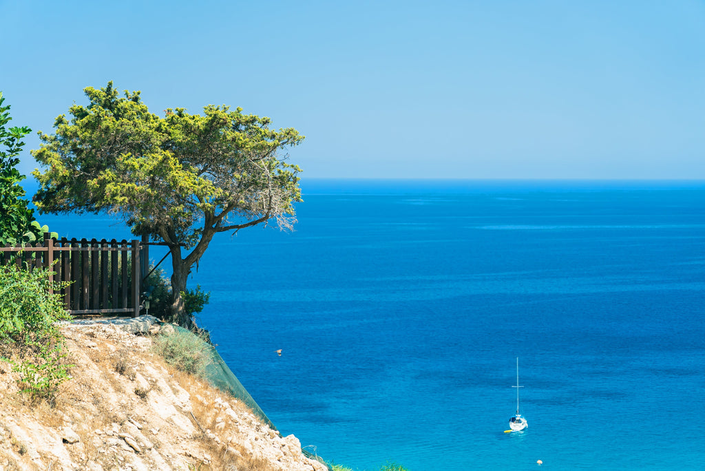 Olivenbaum an einer Klippe in Sardinien mit dem Meer im Hintergrund. Eine Easymove Koffer Reise.