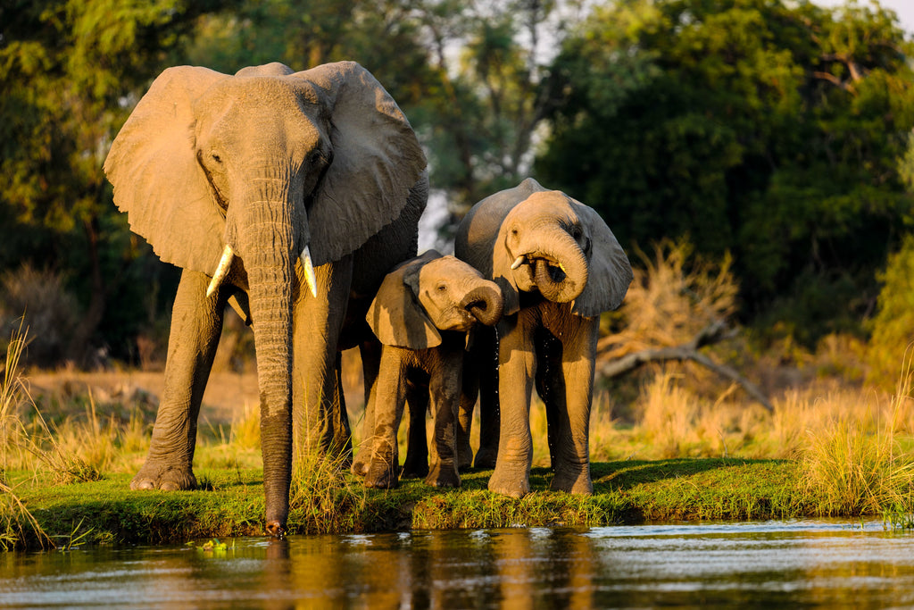 Safari-Abenteuer-in-Afrika-7-Orte-an-denen-Sie-die-Big-Five-hautnah-erleben-können Easy Move